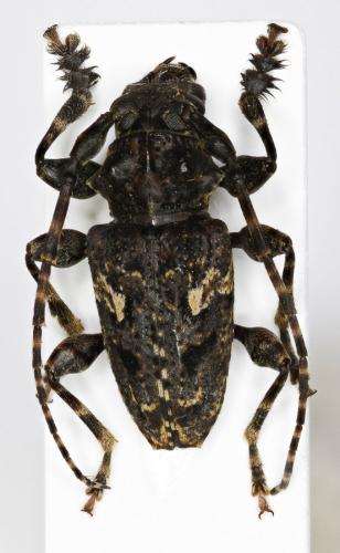 Acanthoderes quadrigibba